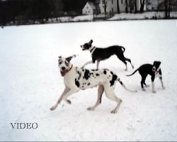 Deutsche Doggen auf dem Grunewaldsee