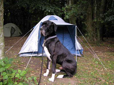 Hugo beim Camping auf Ruegen