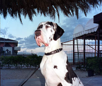 >Bianca in Pescara