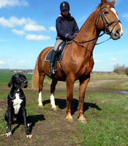Doggenh&uuml;ndin mit Pferd