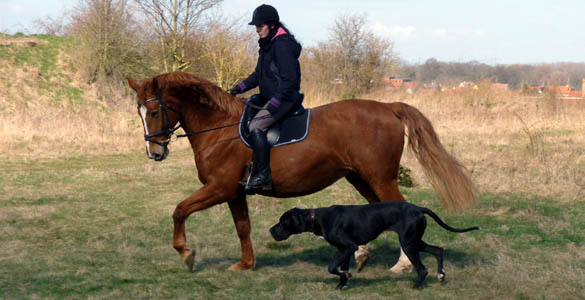 F&uuml;r eine Wende in der Hundezucht