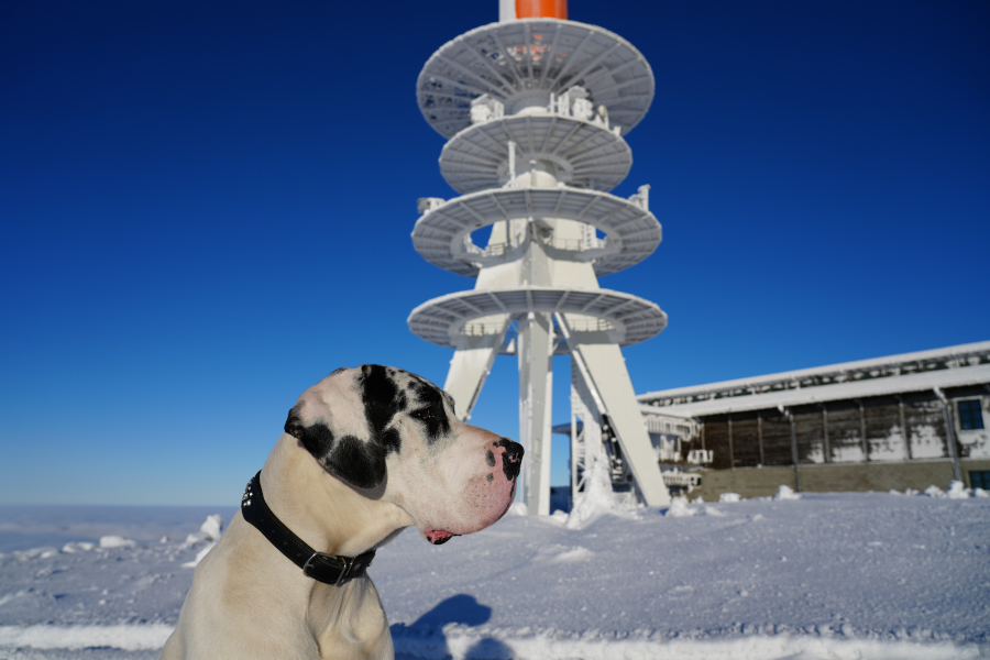 Deutsche Dogge auf dem Brocken