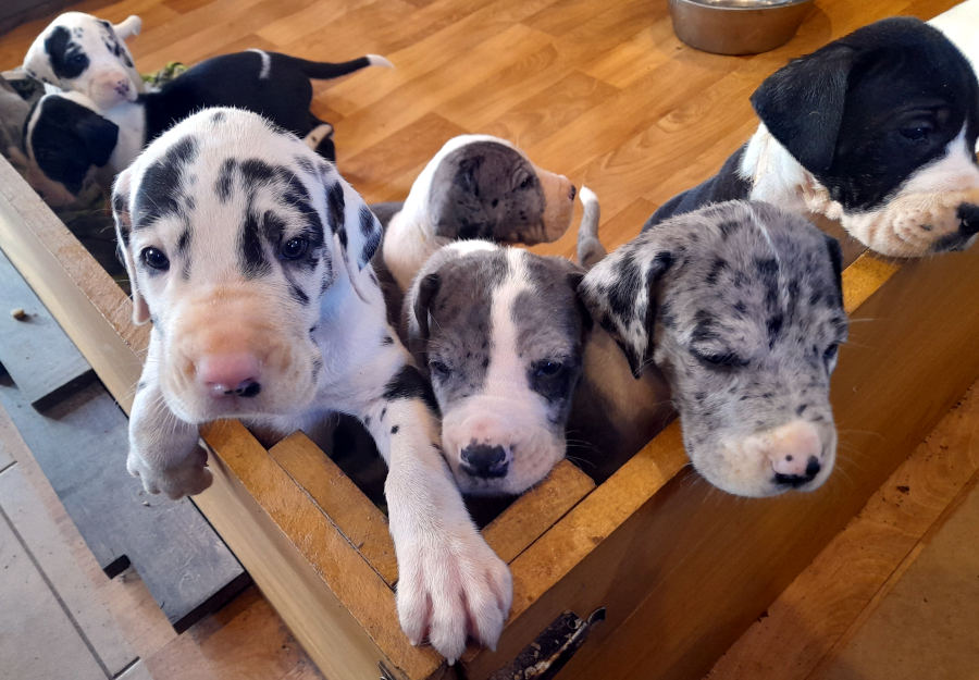 Deutsche Dogge Treffen-Braunlage-Harz