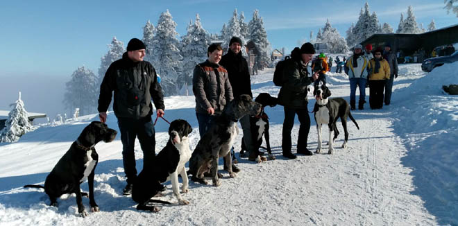 Deutsche Dogge Treffen-Braunlage-Harz