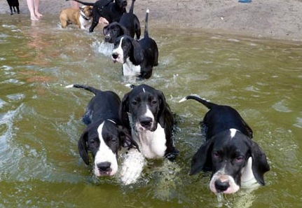 Unsere Welpen beim Schwimmen