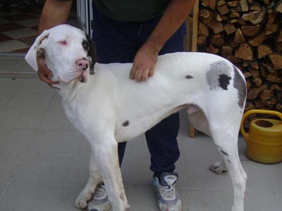 Doppelmerle Dogge