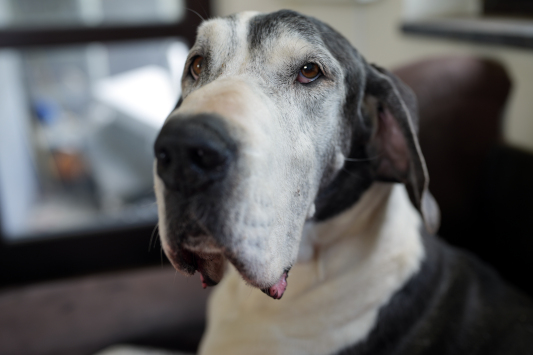 Zum Vergrößern bitte anklicken Deutsche Dogge 14 Monate alt