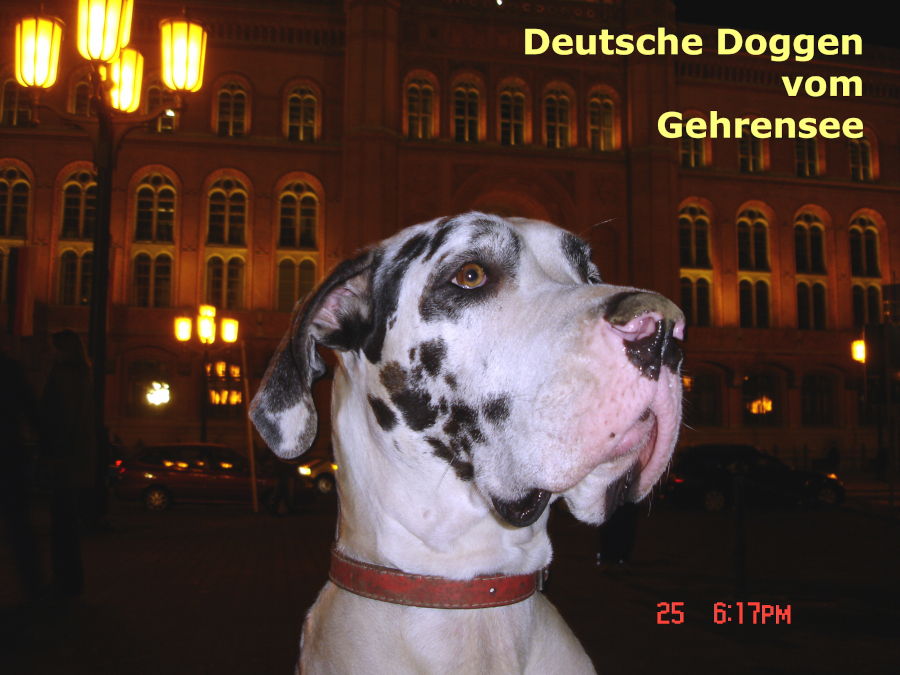 Deutsche Dogge Gina