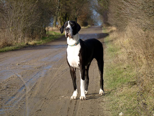 Deutsche Dogge 2 Jahre alt