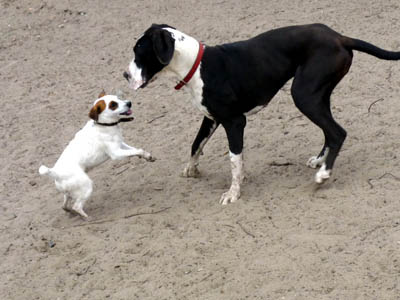 Deutsche Dogge - kleine Hunde