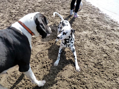 Deutsche Dogge - Verhalten