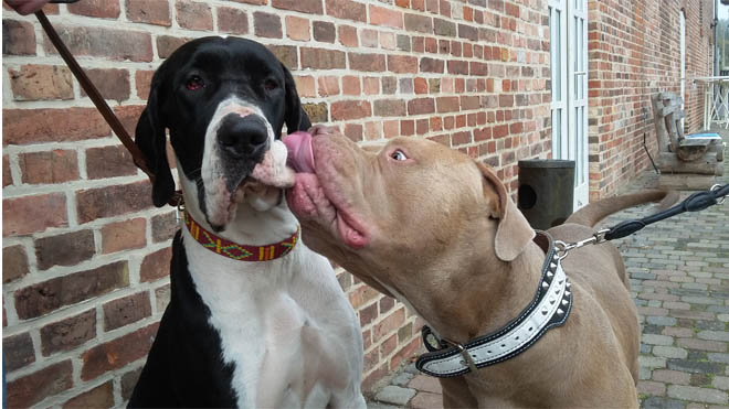 Dogge Jana vom Gehrensee zusammen mit XL-Bully Dogge Jana mit Listenhund