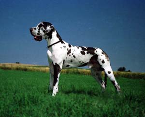>Cyrano Deutsche Dogge