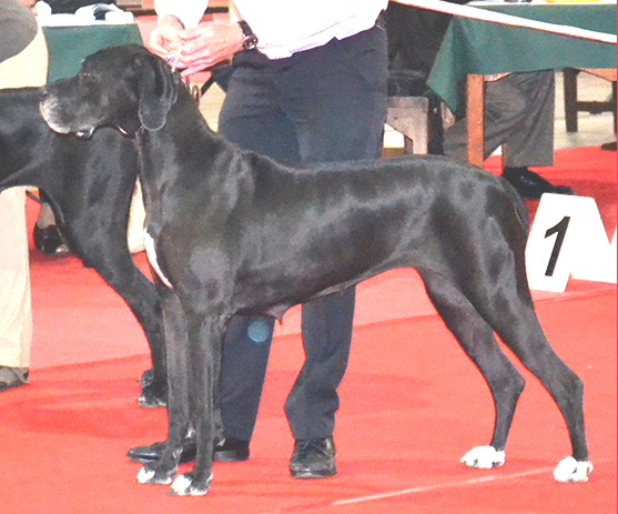Emmy from Fabelus Black
