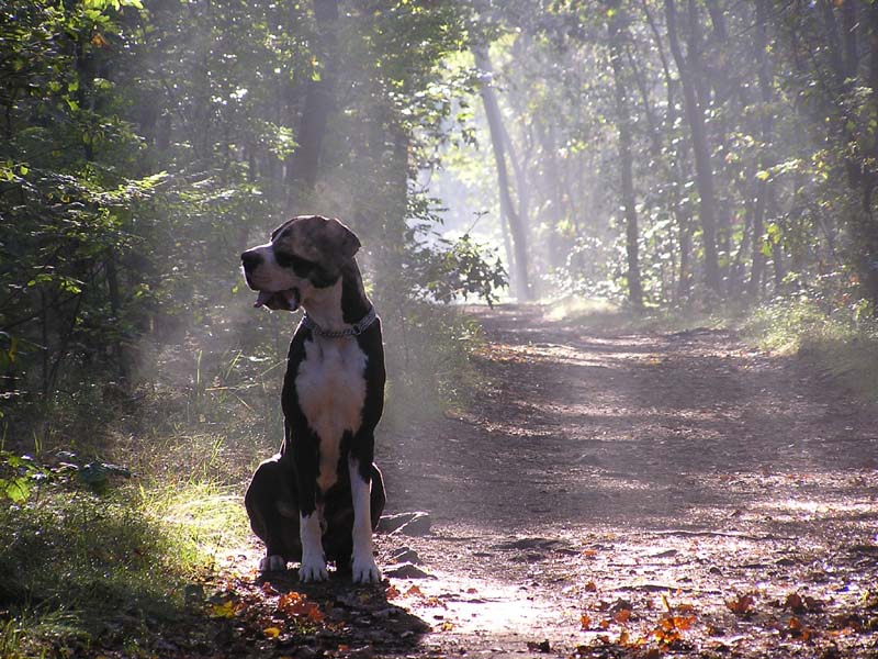 Deutsche Dogge George