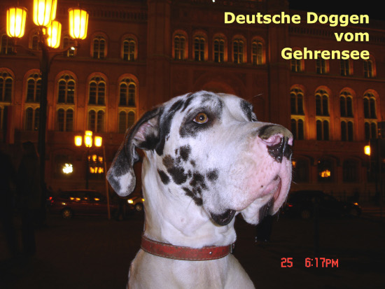 Deutsche Dogge  Gina vom Gehrensee