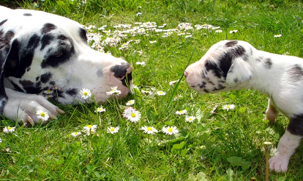 Harlekindoggen vom Gehrensee