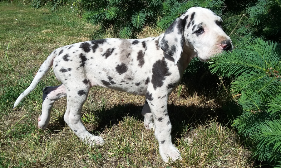 Doggenwelpe Harlekin