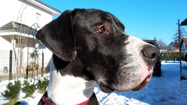 Deutsche Dogge - Mantel