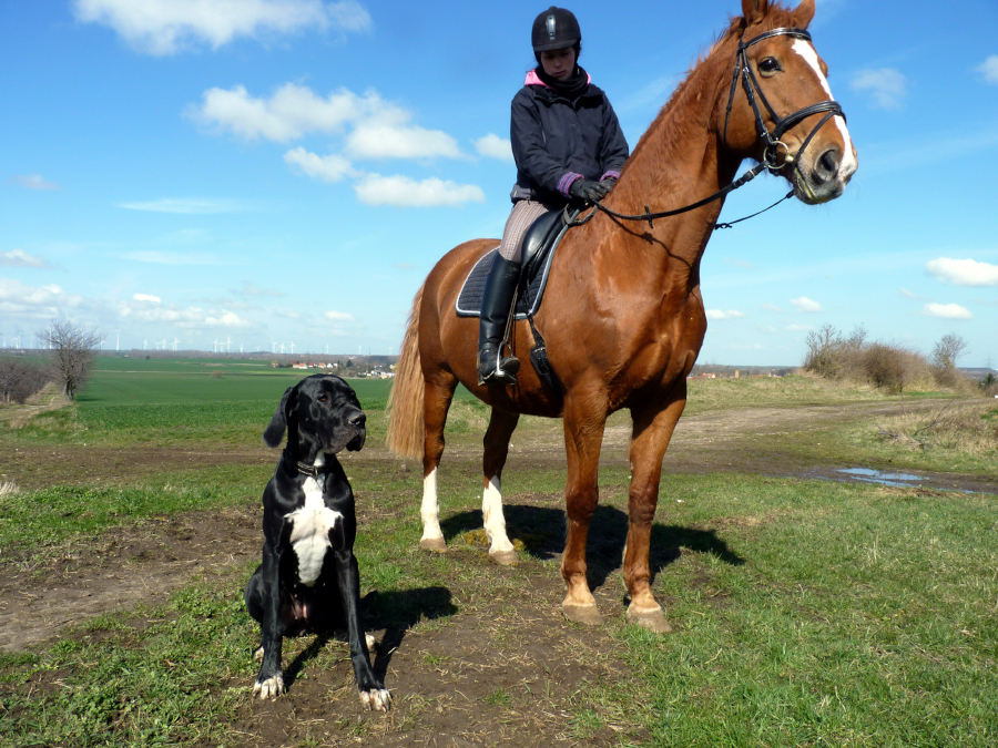 Deutsche Dogge als Reitbegleiter