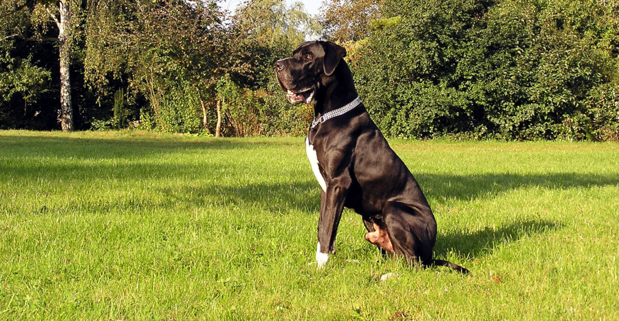 Deutsche Dogge  Hugo vom Gehrensee