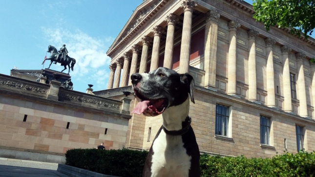 Deutsche Dogge - Mantel