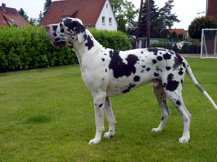 Deutsche Dogge  Jaro vom Gehrensee
