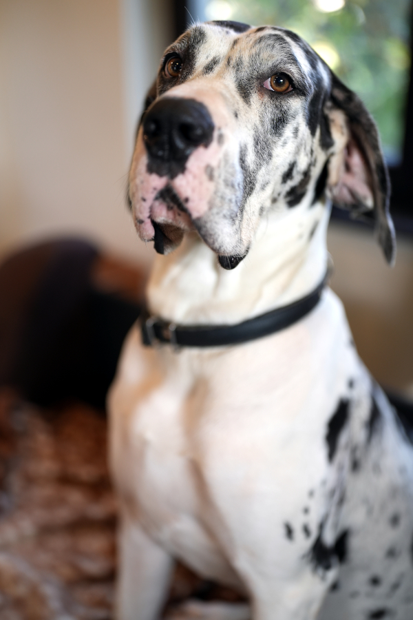 Doggenhündin Lena