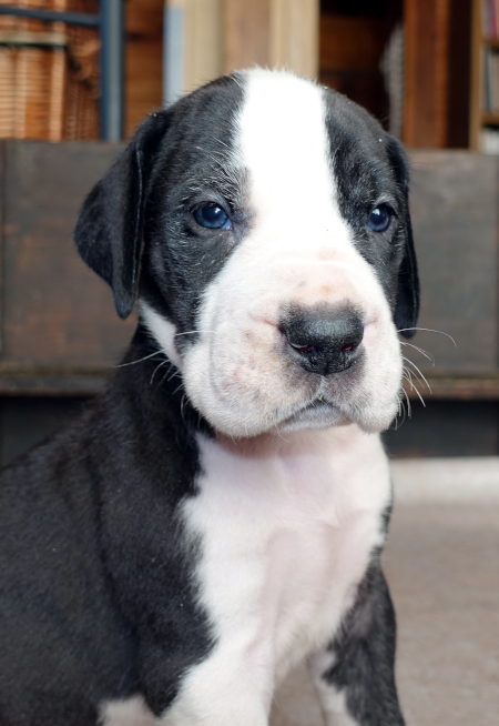 Deutsche Dogge Mantel-Welpe