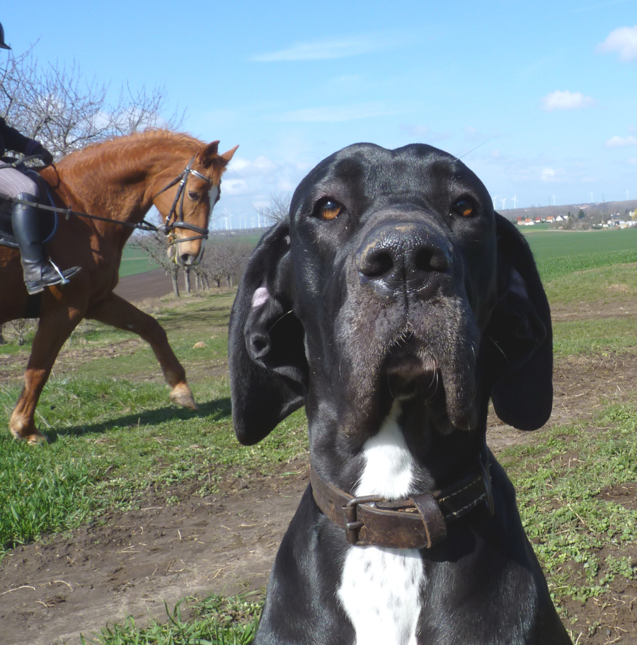 Deutsche Dogge Nachwuchs