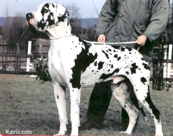 NEARCO DES PULCKERRIMI