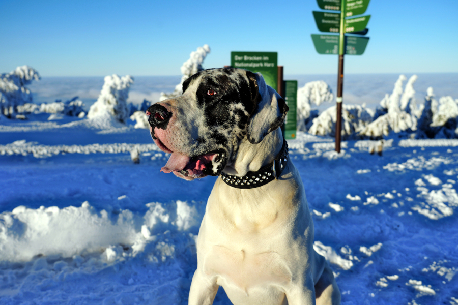 Deutsche Dogge im Schnee