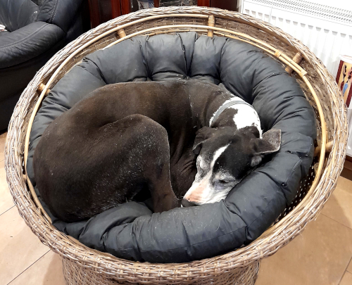 >Deutsche Dogge Schlafplatz