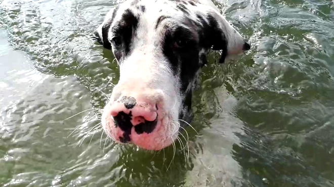 Dogge Indra im Schlachtensee