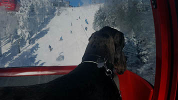 Doggentreffen Deutsche Doggen Gehrensee