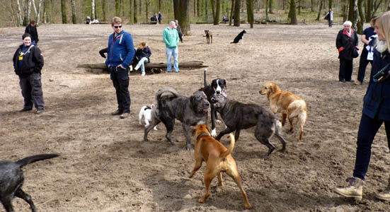 Hunderudel mit Deutscher Dogge im Berliner Grunewald