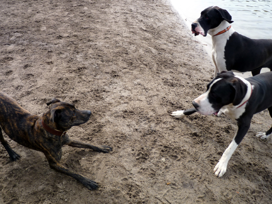 Deutsche Dogge Spielaufforderung