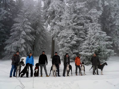 Doggentreffen Deutsche Doggen Gehrensee