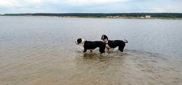 Deutsche Doggen im Wasser