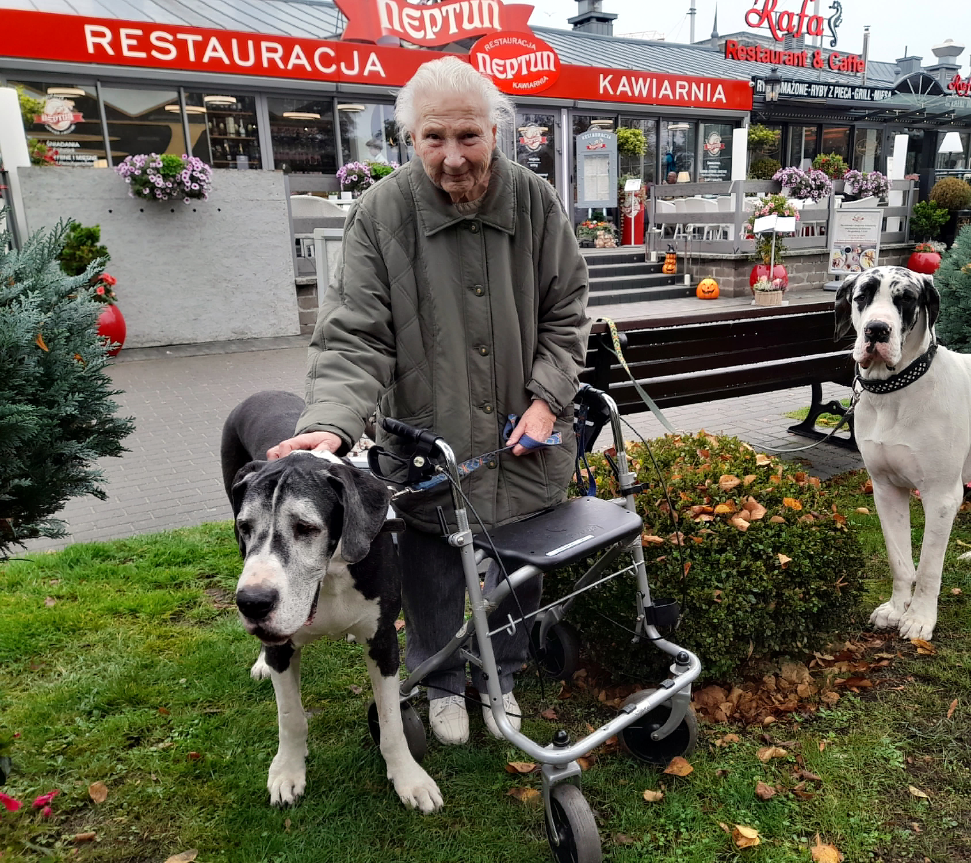 Seniordogge Indra vom Gehrensee 10 Jahre alt Deutsche Dogge Indra vom Gehrensee