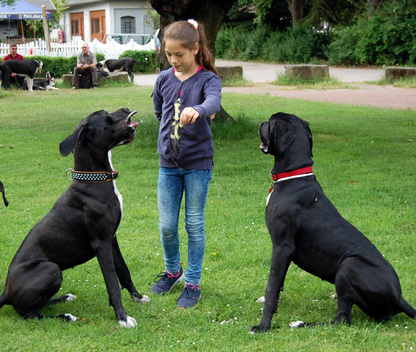 Unterordnung Deutsche Dogge
