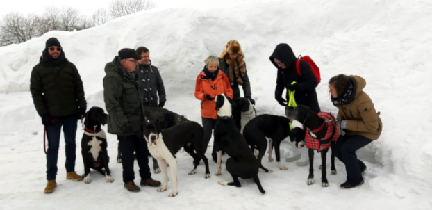 Deutsche Doggen im Winter