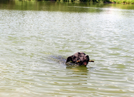 Hugo vom Gehrensee