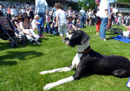 Dogge Indra beim Pferderennen