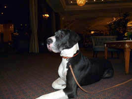 Deutsche Dogge Indra im Ritz Carlton Berlin