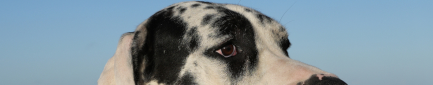 Nino vom Gehrensee Doggenaugen_Nino