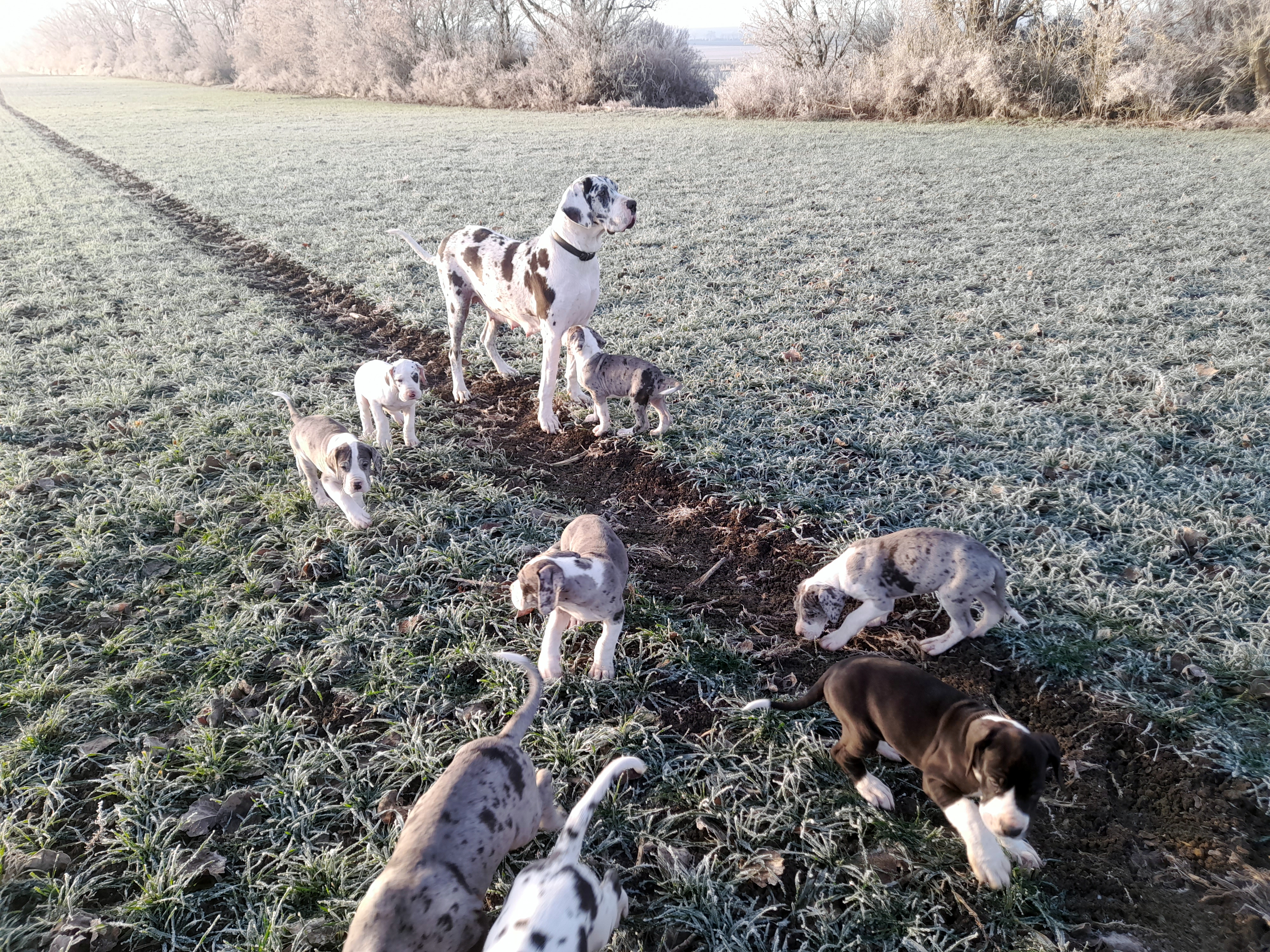 Deutsche Dogge O-Wurf vom Gehrensee