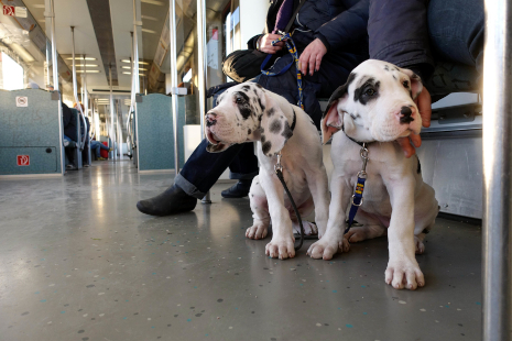 Doggenwelpen S_Bahn Berlin