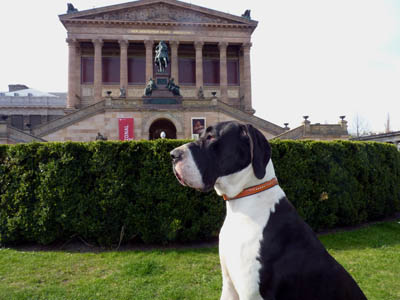 Deutsche Dogge Jana - Berlin Museumsinsel