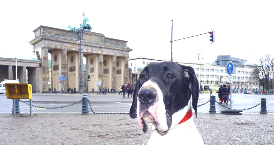 Deutsche Dogge Jana Berlin Brandenburger Tor